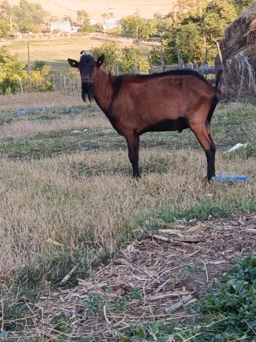 Țap alpin francez cu pedigree