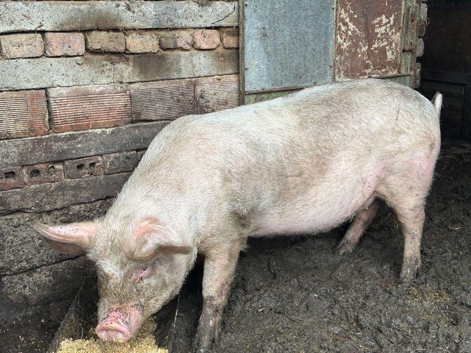 Продавам младо прасе