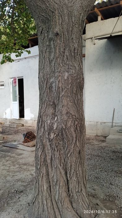 Катта Ўрик ва яна 2 та дарахт сотилади