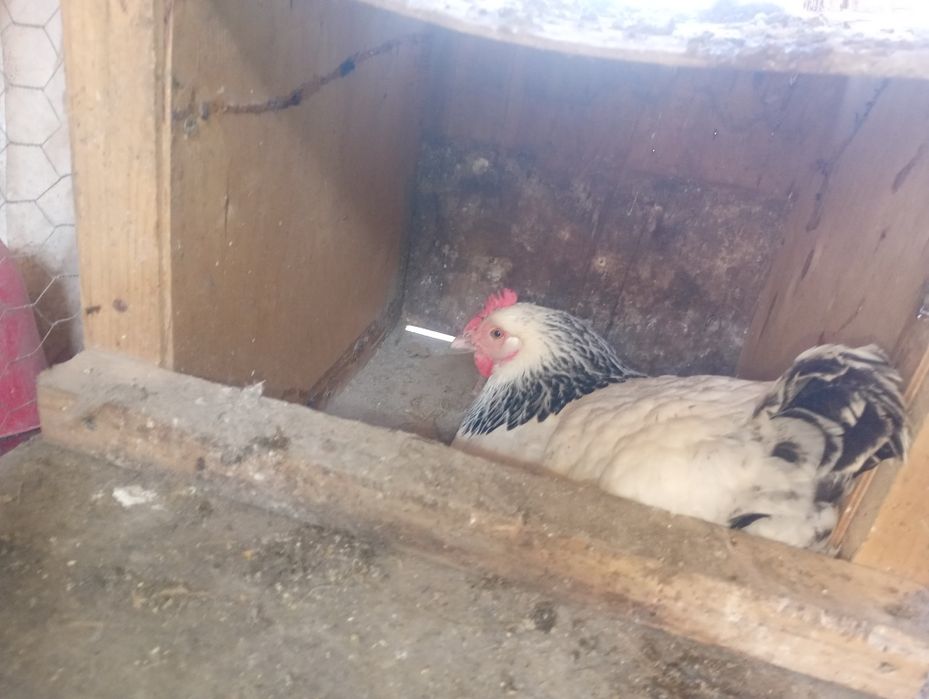 Disponibile gaini sussex