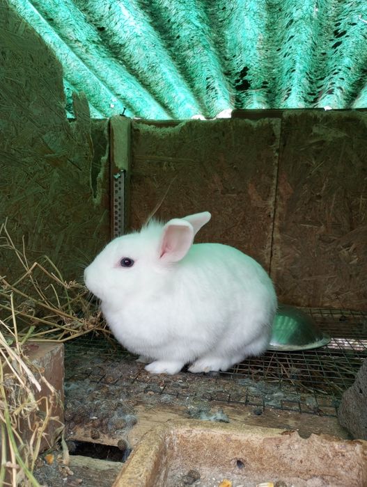 Iepuri porumbei de vânzare