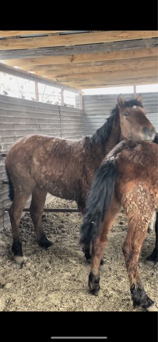 Семыз байталдар сатылады