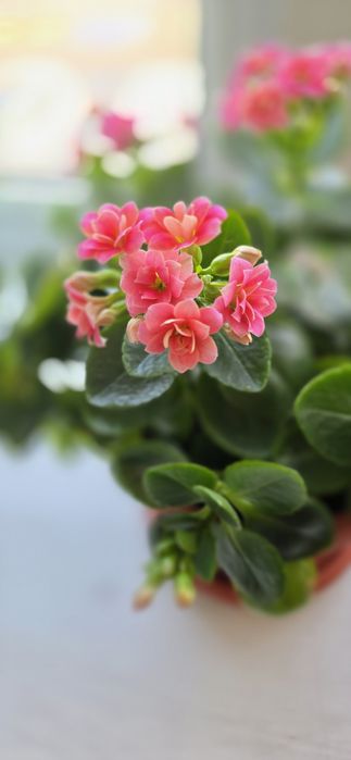 Продам каланхоэ цветущее