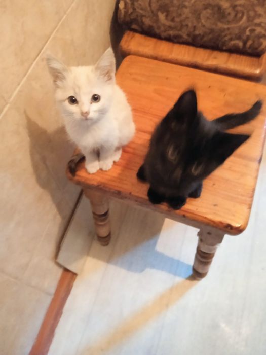 отдам котят даром в хорошие руки