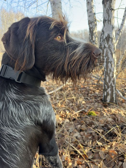 Щенки Дратхаара.