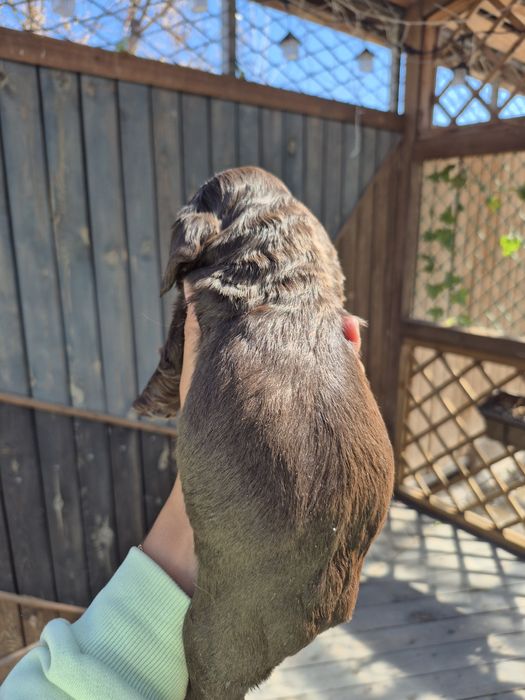 Щенки спаниели мальчик и девочка