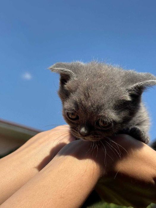 Котята скоттиш-фолд\страйт