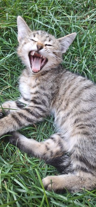 Котёнок ищет дом