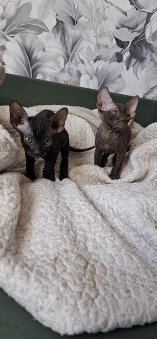 Малыши канадского сфинкса