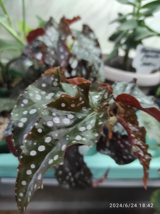 Комнатные растения