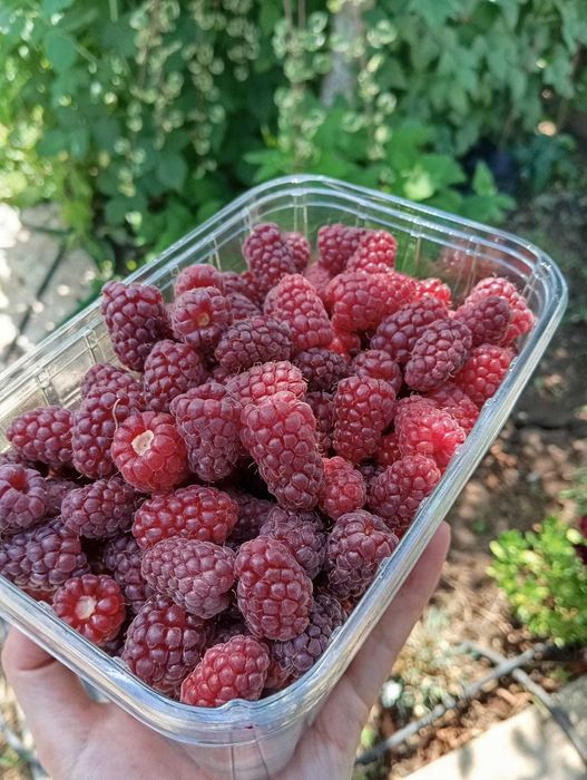 Producator Butași Tayberry  Hibrid rar, mur , capsuni remontante