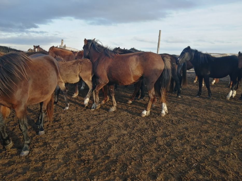 продам кобылу на согым