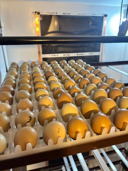 Oua de incubat Fazan Comun si Tenebros