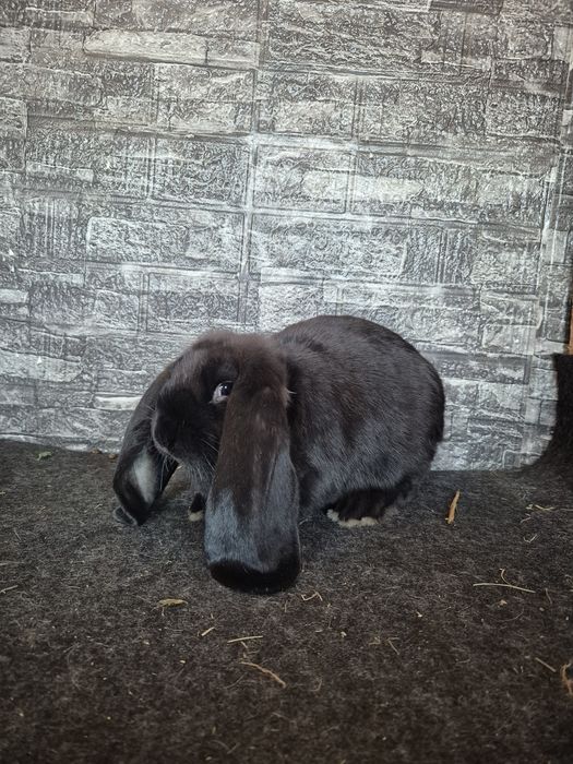 Pereche Berbec German