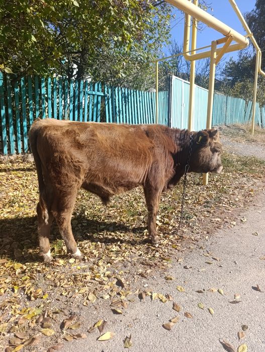 Продам бычка восьмимесячного