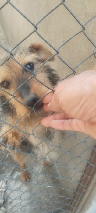 Продам смесь ягдтерьера с Фоксом ра