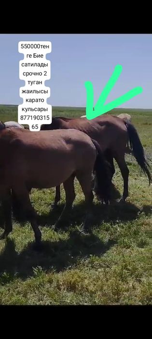 Бие сатилады срочно