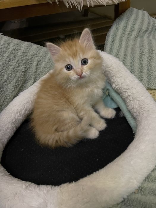 Отдам котят в добрые руки!