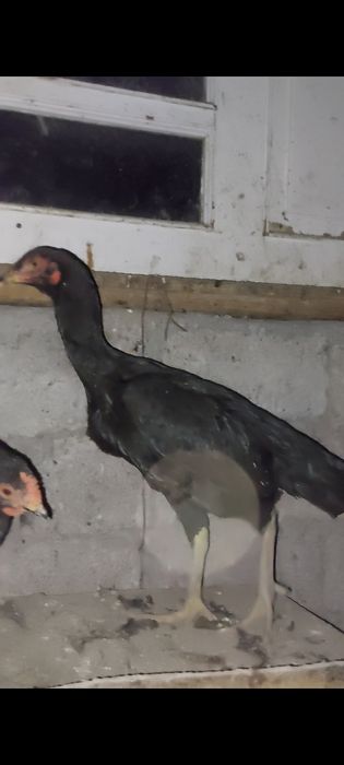 Дакан товук.    .