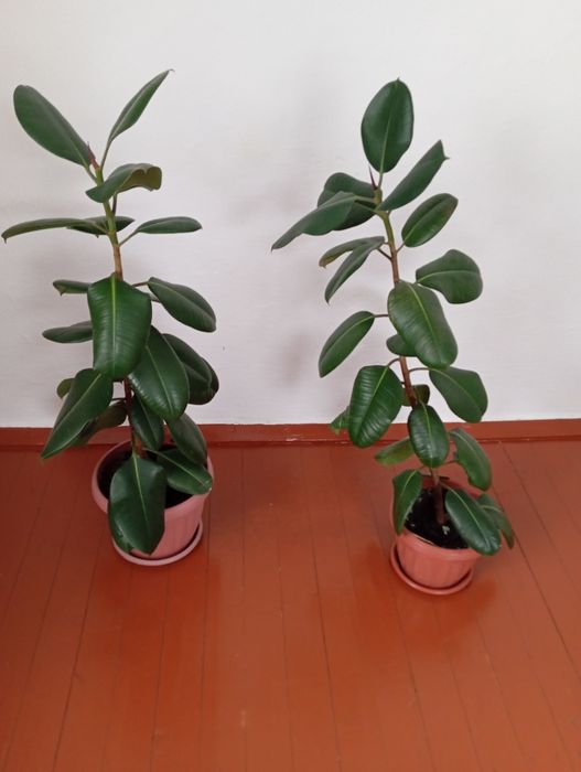 Продам комнатные растения цветы.