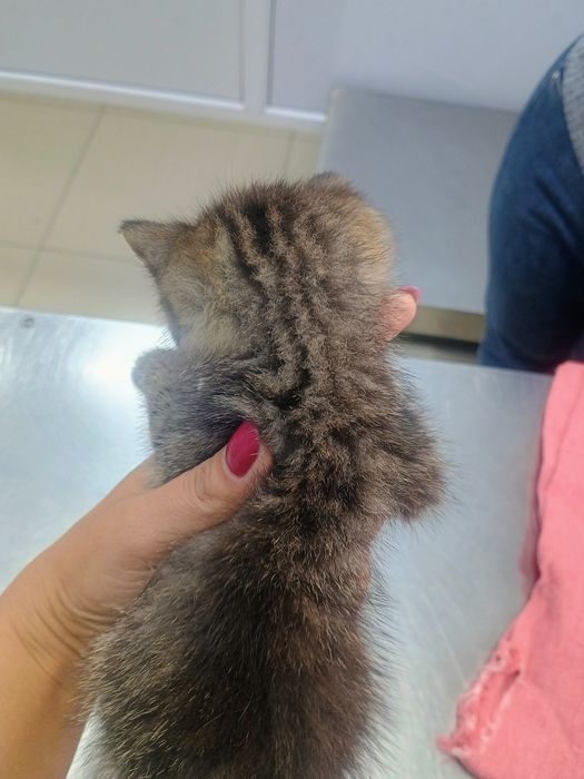 Отдам котенка в добрые руки
