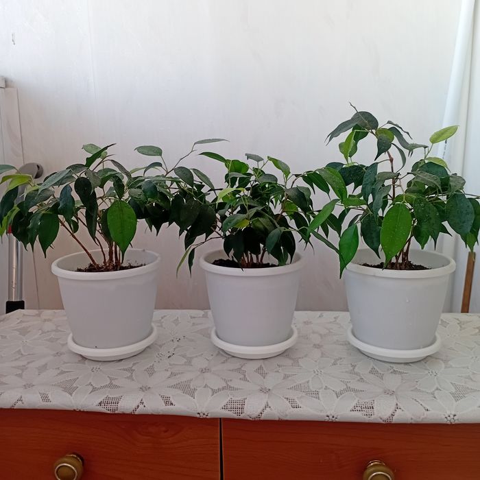 Продам цветы комнатные фикус