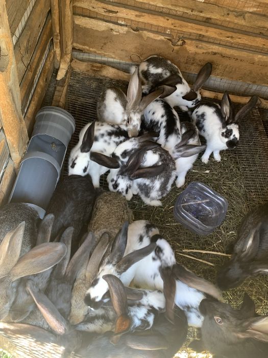 Продам кроликов 4-6 мес