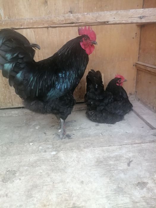 Tovuq va xoroz sotiladi