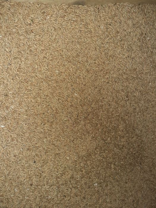 Vand triticale prod proprie 2025.