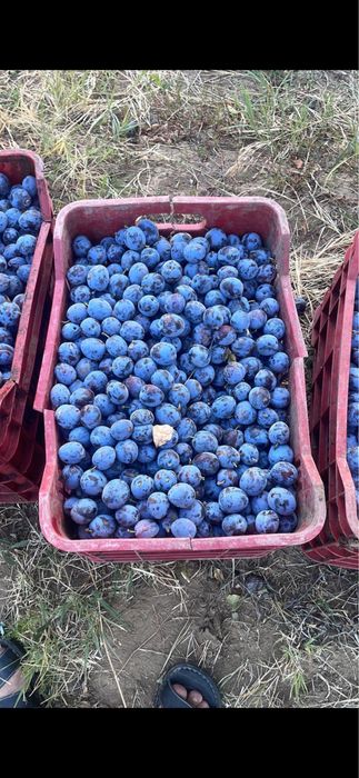 Prune pentru tuica