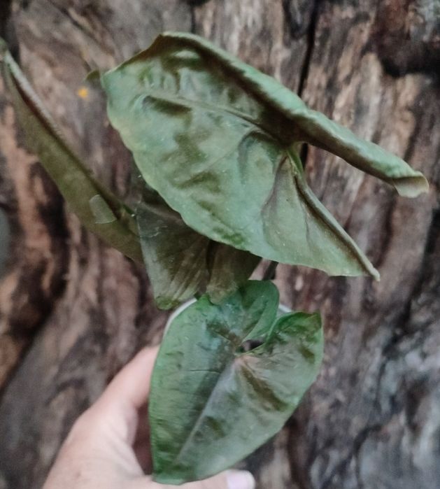 Сингониумы- растения комнатные