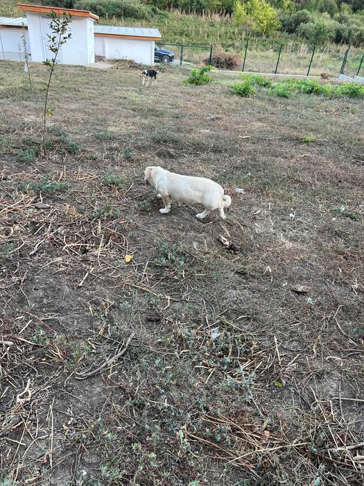 3 Кучета подарявам в чудесно здраве с ваксини кастрирани зона Русе