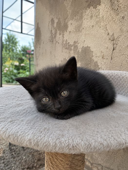 Отдаю котят в добрые ручки