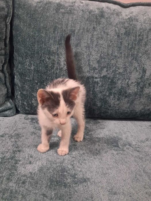 Отдам котят в хорошие руки