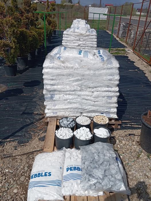 Vând plante ornamentale la preț mic