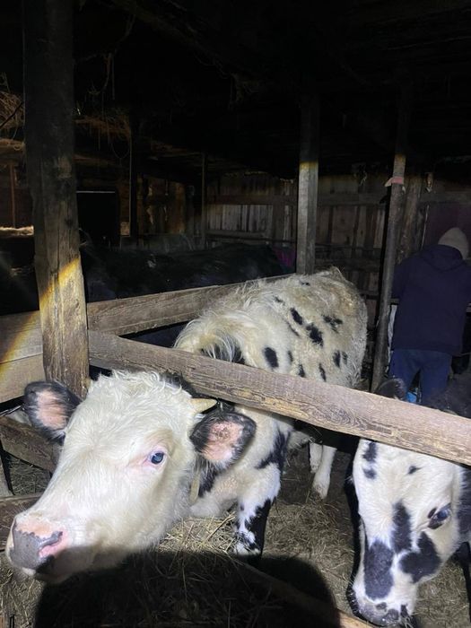 Продам 7 годовалых бычков!!!