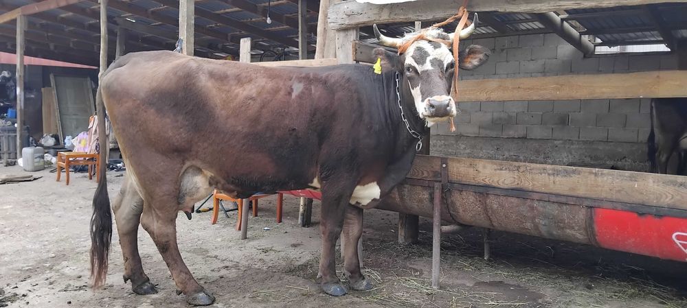 Продам коров с телятами