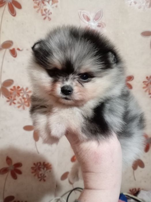 Продам щенков шпица