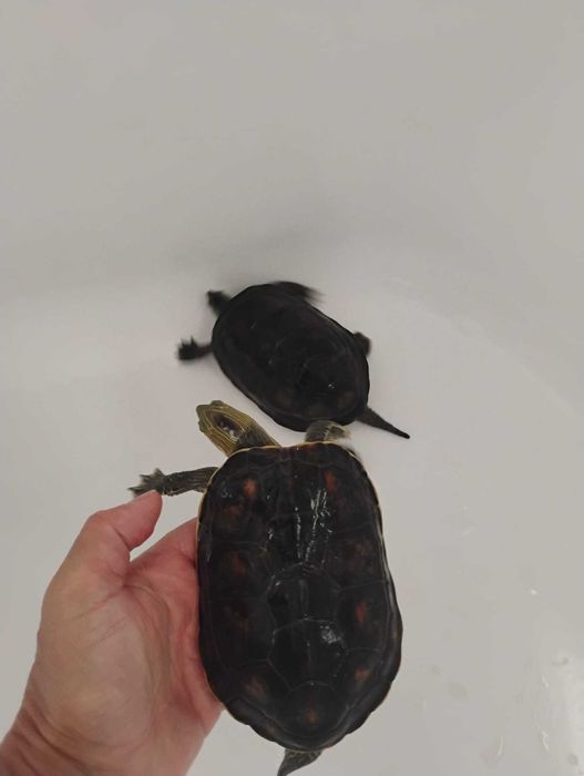 Broască țestoasă