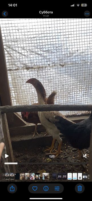 обменяю туляка мощный и курочки