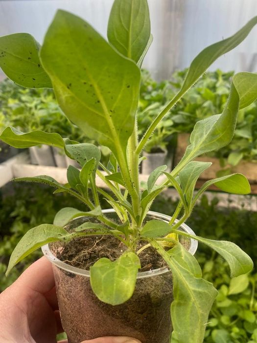 Ампельные петуньи