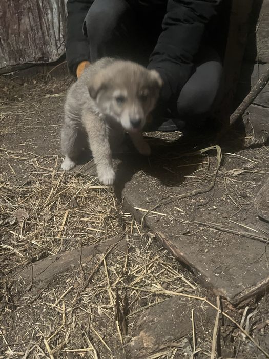 Продам щенка девочка