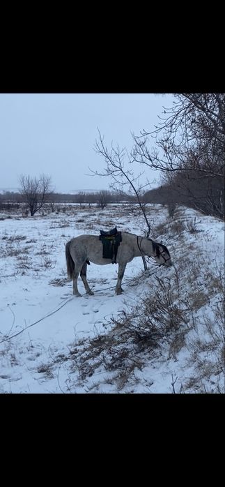 Айғыр  6-ға шығады