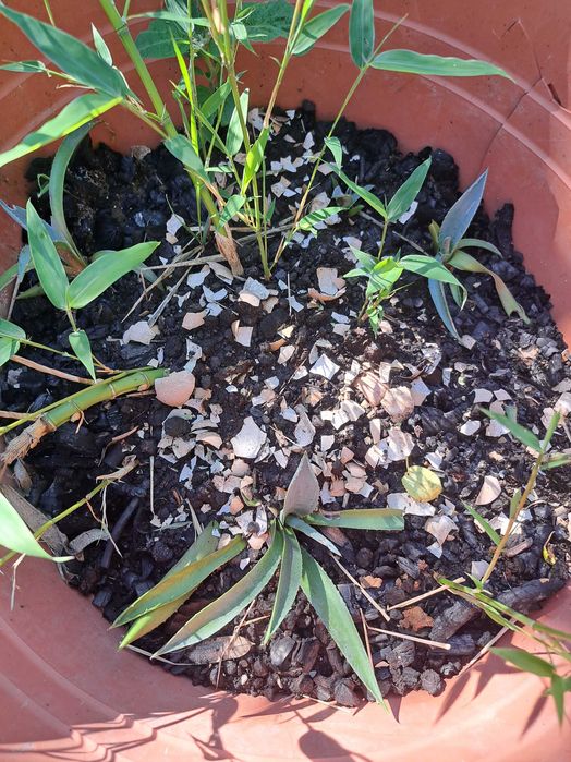 Vand Aloe Vera 15 ani