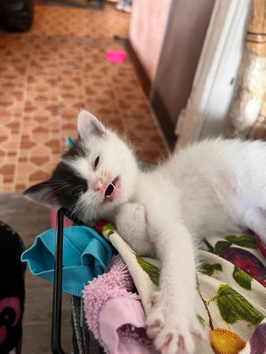Котята полтора месяца