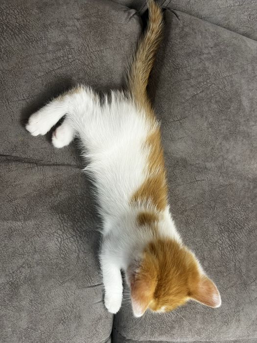 Котенок в добрые руки