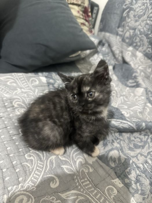 Бесплатно котенки