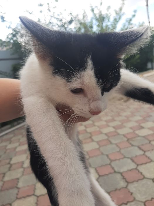 Отдам котенка бесплатно