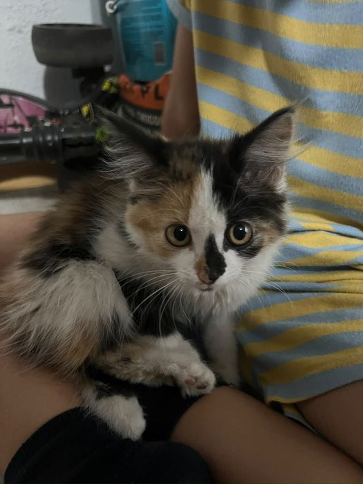 Котёнок в добрые руки