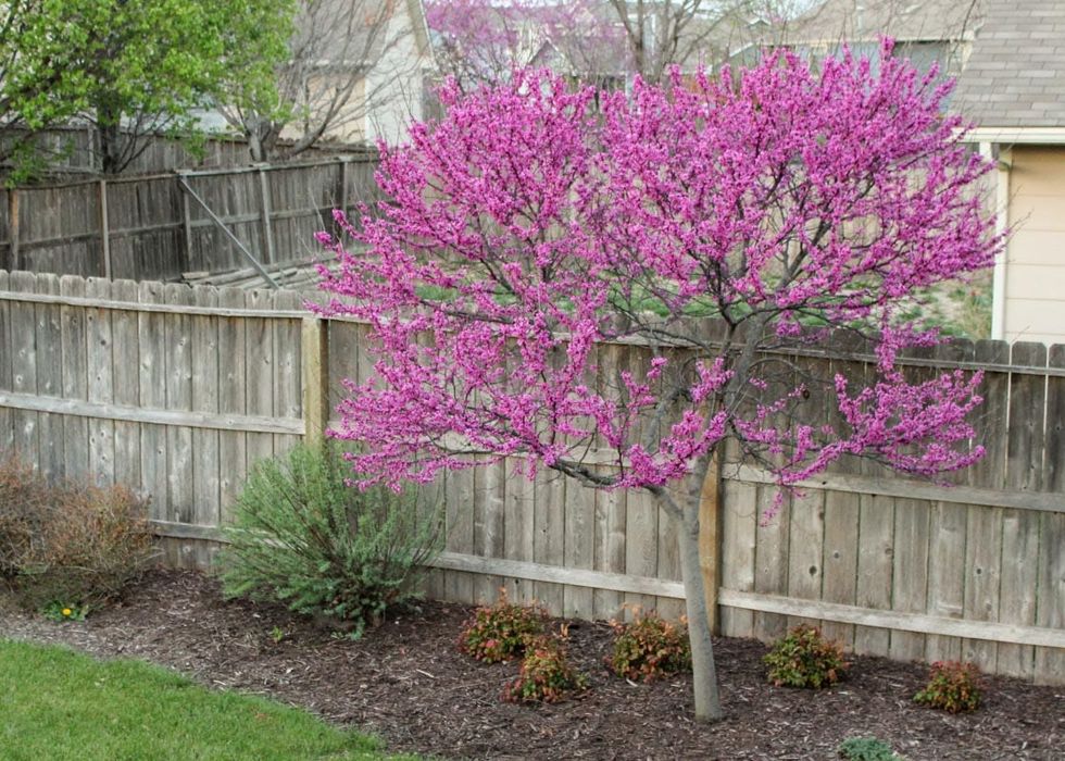 Cercis Oklahoma.